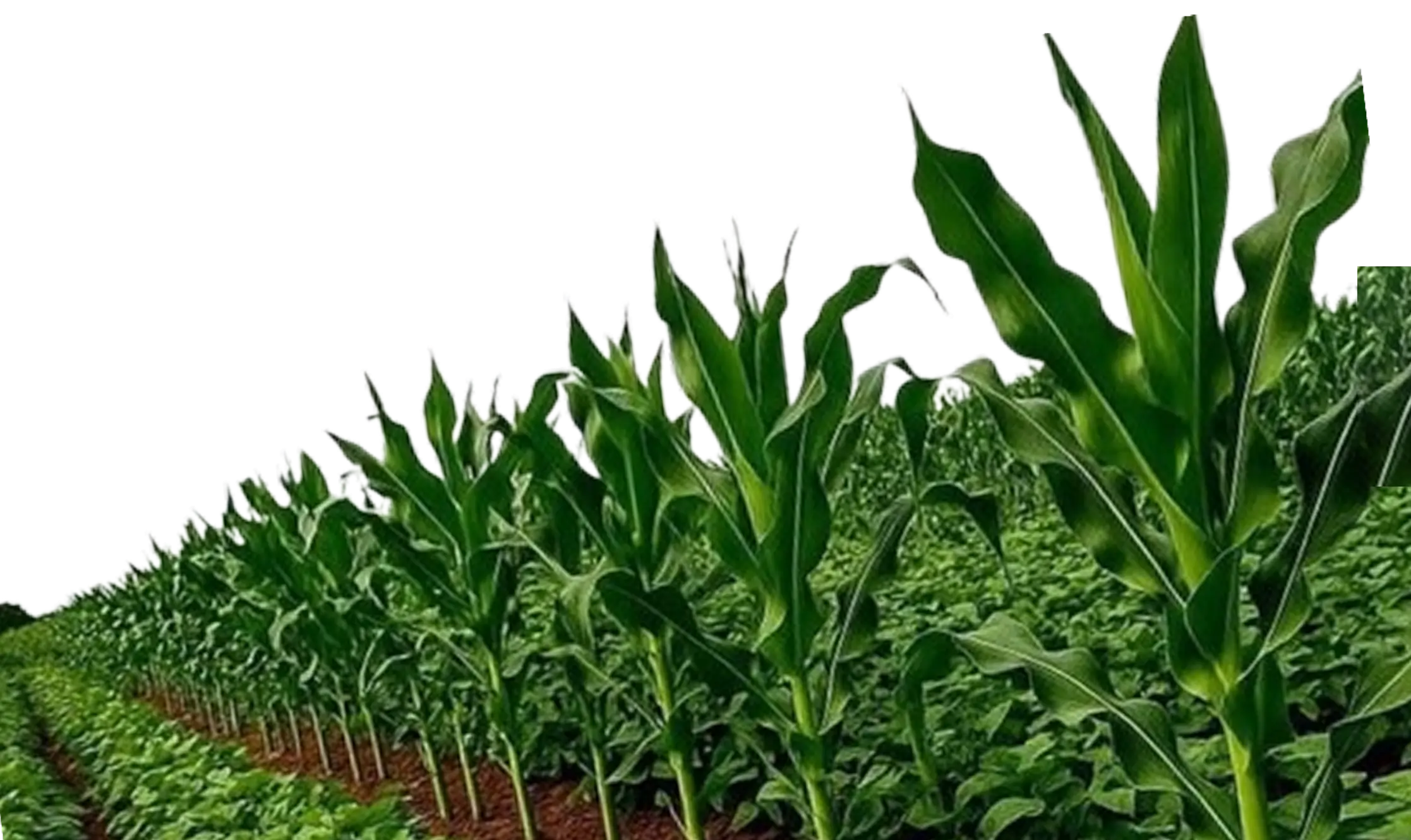 Cozy farm house with porch and lawn